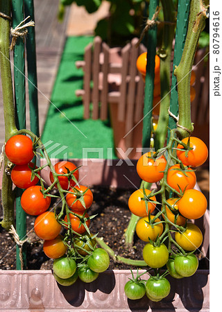 家庭菜園 プランター栽培育てる オシャレに赤とオレンジのピカピカ光るミニトマトの写真素材