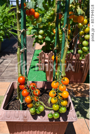 大成功の家庭菜園 おうち時間でプランター栽培 オシャレに赤とオレンジのピカピカ光るミニトマト 大成功の家庭菜園 おうち時間でプランター栽培 オシャレに赤とオレンジのピカピカ光るミニトマト 80794618