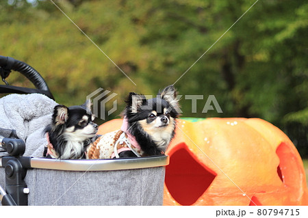 犬 カボチャのお化けとチワワ ハロウィン 犬 カボチャのお化けとチワワ ハロウィン 80794715