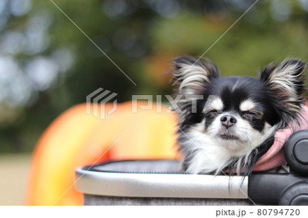 犬 カボチャのお化けとチワワ ハロウィンの写真素材