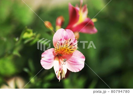 アストロメリア 薄赤色の花の写真素材