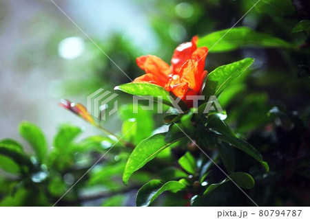 ザクロの花咲く ザクロの花咲く 80794787