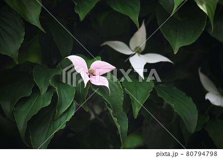 見つけた ピンク色の花 ヤマボウシの写真素材