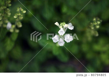 山野草　タツナミソウの白い花 80794805