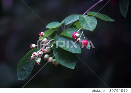 色づき始めた、シデザクラの実 80794819