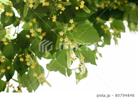 spring background with closeup of Linden tree flowers  80794846