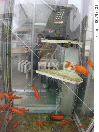 金魚の電話ボックス 金魚の電話ボックス 80795201
