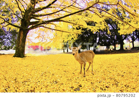 奈良の鹿 80795202