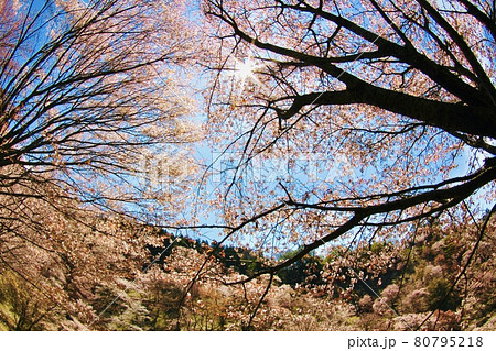 吉野の桜 吉野の桜 80795218