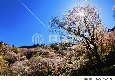 吉野の桜 80795219