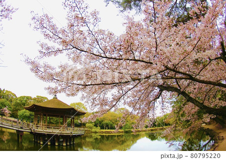 浮見堂の桜 80795220