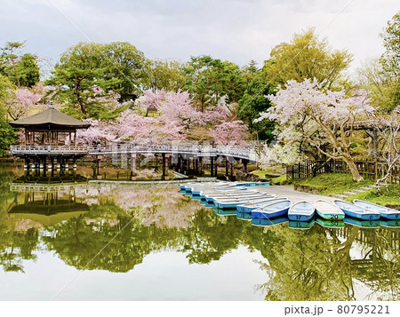 浮見堂の桜 80795221