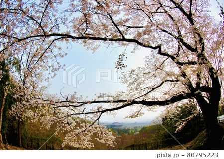 大仏殿の桜 80795223