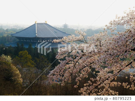 大仏殿の桜 大仏殿の桜 80795225