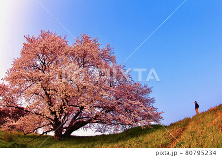 幾坂池の一本桜 80795234