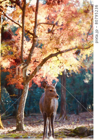 奈良の鹿 80795236