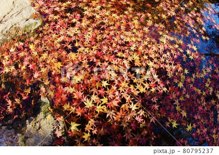 紅葉 80795237