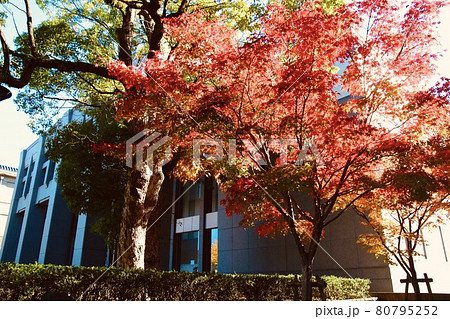 畝傍高校 80795252