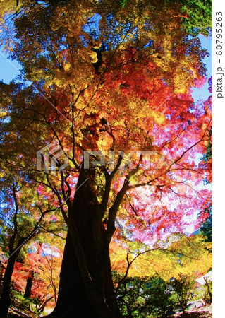 談山神社 80795263