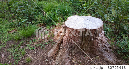 樫の木の切り株 木の切り株の写真素材 [80795418] - PIXTA
