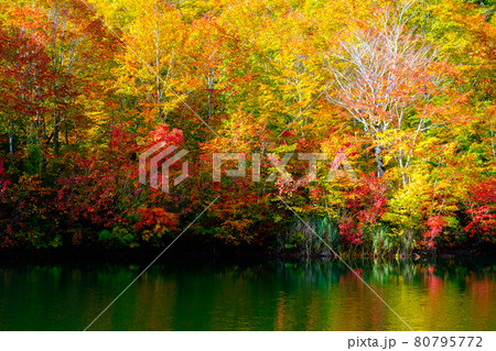 鎌池の紅葉 80795772