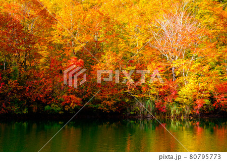 鎌池の紅葉 80795773