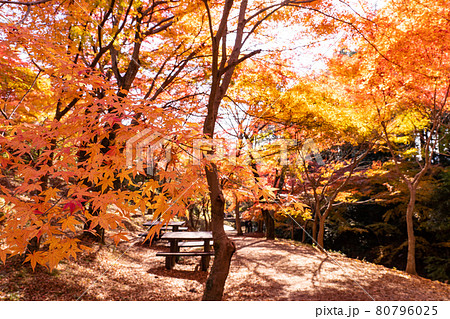 三重県四日市市 秋の宮妻峡の水沢もみじ谷の紅葉の写真素材