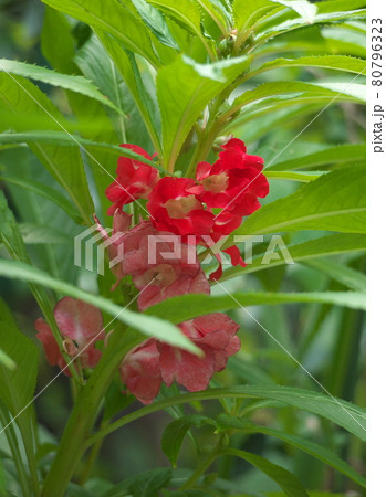 ホウセンカ ホウセンカ 80796323