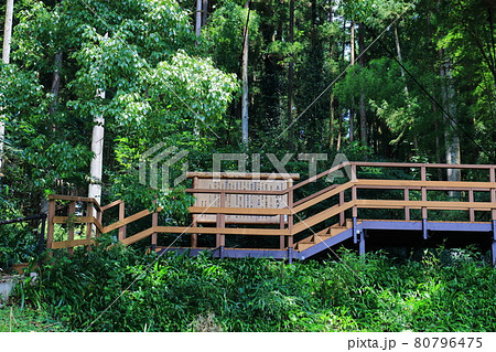 上谷の大クス　埼玉県入間郡越生町　 80796475