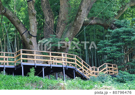 上谷の大クス 埼玉県入間郡越生町 上谷の大クス 埼玉県入間郡越生町 80796476