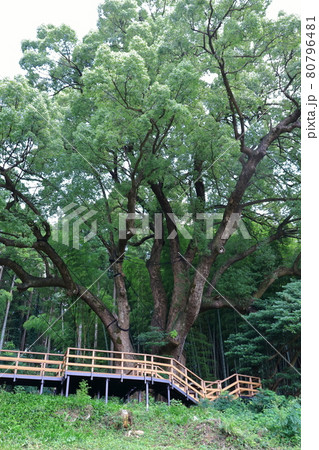 上谷の大クス　埼玉県入間郡越生町　 80796481