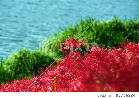 堤防の彼岸花 80796534