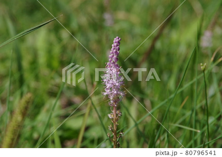 秋の草原に咲くツルボ 秋の草原に咲くツルボ 80796541