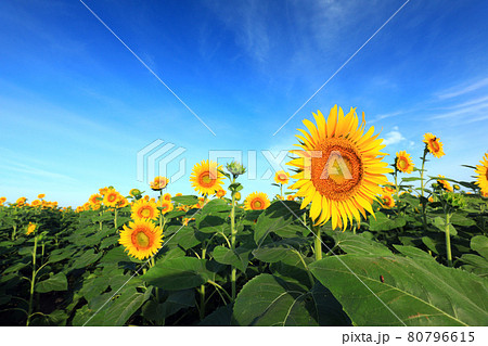 ひまわり2382 80796615