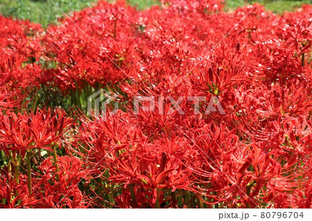 秋の代表的な花ヒガンバナの群生 80796704