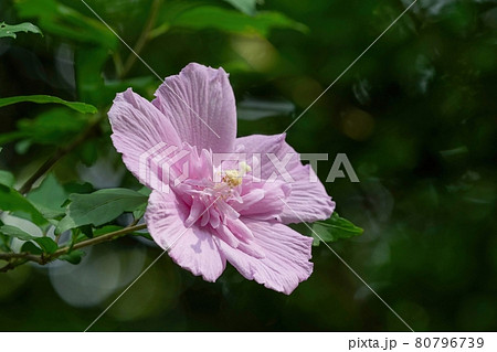 光を浴びて輝く満開の八重のムクゲの花の写真素材