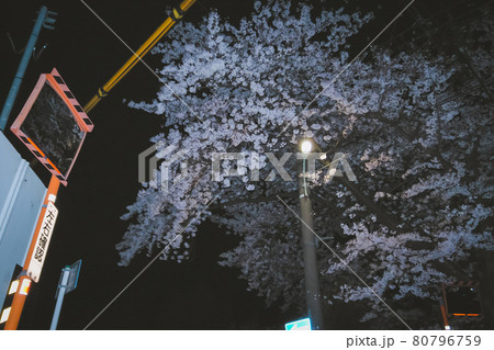 夜桜 夜桜 80796759