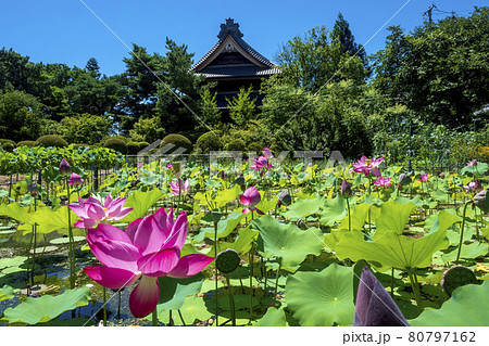 真夏の太陽が照りつける、信濃国分寺裏の蓮池 80797162