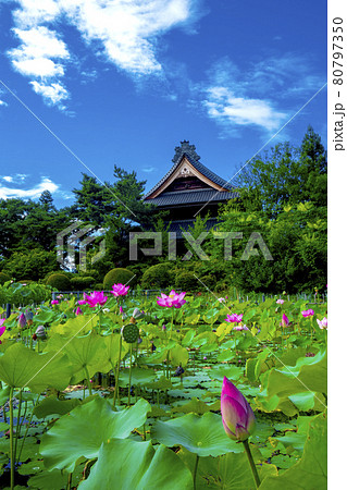 真夏の青空のもと太陽照りつける信濃国国分寺裏の蓮池 80797350