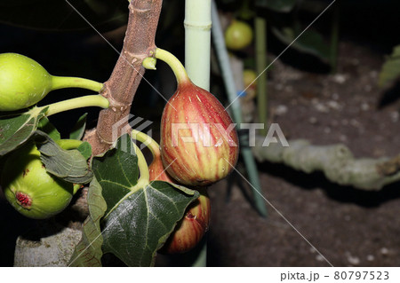 イチジク収穫 80797523