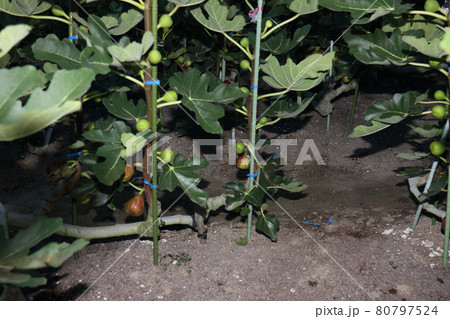 イチジク収穫 80797524