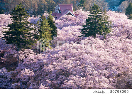 高遠城址公園の桜 高遠城址公園の桜 80798096