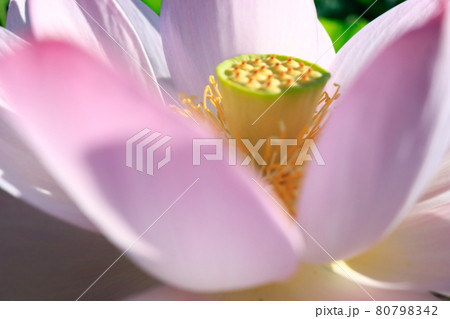 蓮の花　広島県三原市の棲真寺 80798342