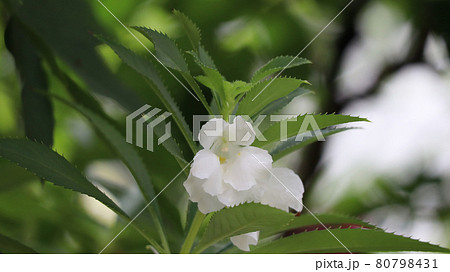 ホウセンカ 80798431