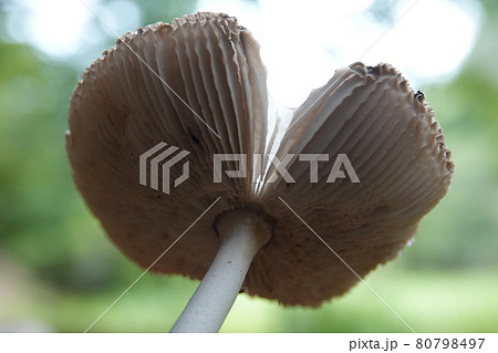 ツルタケ 80798497