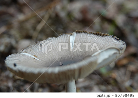 テングダケ科のツルタケ テングダケ科のツルタケ 80798498