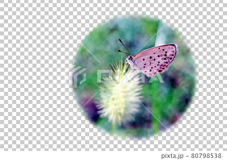 "Shijimicho" watercolor-style picture letter resting its wings on a cat Jarashi in the morning sun 80798538