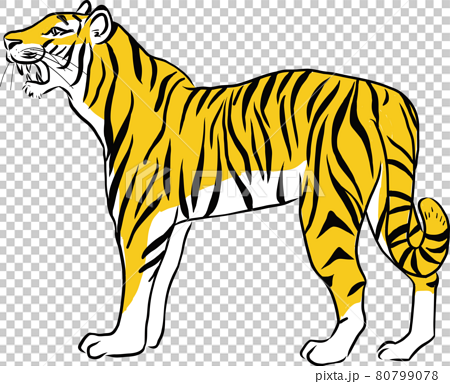 How to draw a tiger - National Animal of India - YouTube