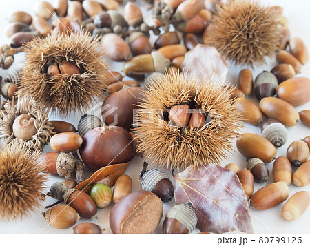 たくさんの団栗と栗 たくさんの団栗と栗 80799126
