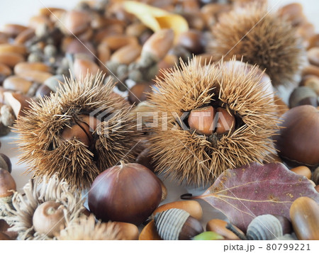 栗とドングリ 80799221